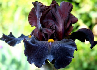 Iris Germanica Profumato Massimo Novità