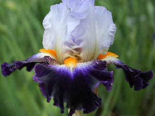 Iris Germanica Profumato N° 11 Novità