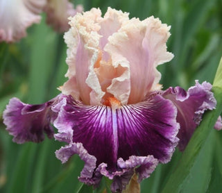 Iris Germanica N° 19