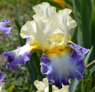 Iris Germanica N° 23