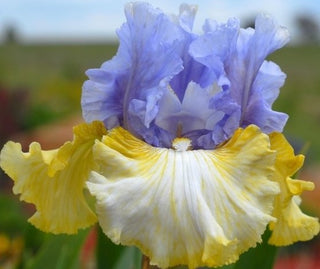 Iris Germanica Over And Over