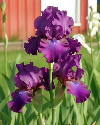 IRIS GERMANICA PROFUMATO N° 22