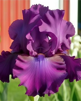IRIS GERMANICA PROFUMATO N° 22