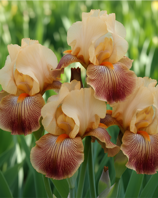IRIS GERMANICA PROFUMATO ADELAIDE