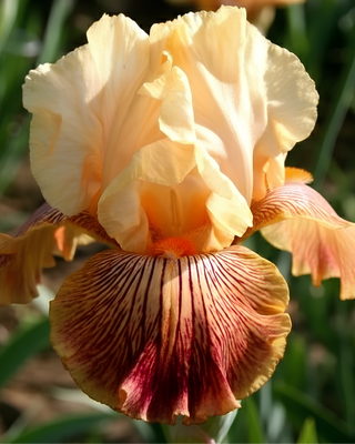 IRIS GERMANICA PROFUMATO ADELAIDE