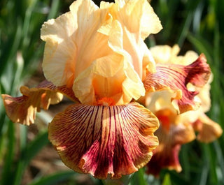 Iris Germanica Profumato Adelaide