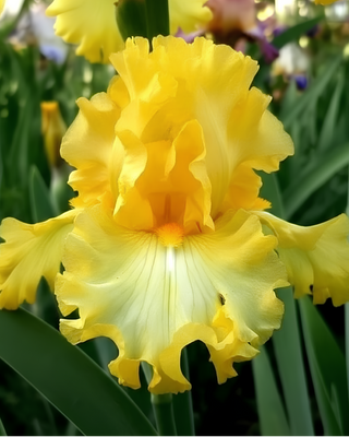 IRIS GERMANICA PROFUMATO ALBERTO