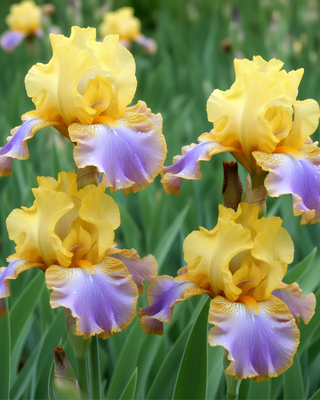 IIRIS GERMANICA PROFUMATO ARANTZA