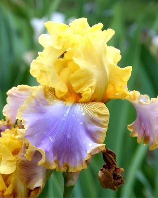IIRIS GERMANICA PROFUMATO ARANTZA