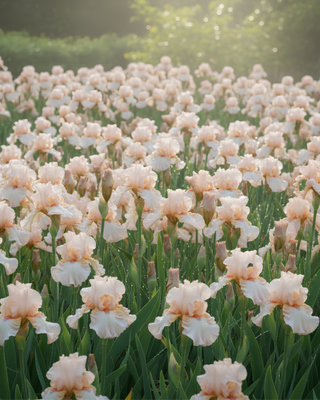 IRIS GERMANICA PROFUMATO CARMEN