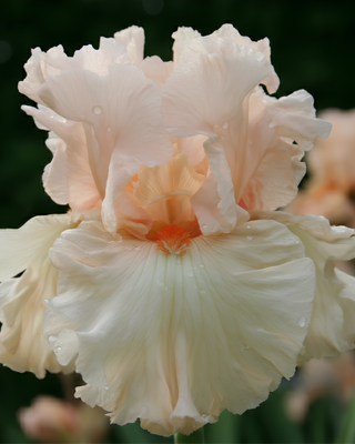 IRIS GERMANICA PROFUMATO CARMEN