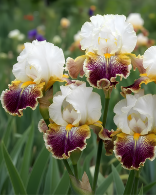 IRIS GERMANICA PROFUMATO CATERINA