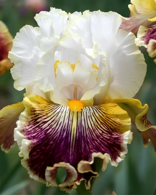 IRIS GERMANICA PROFUMATO CATERINA