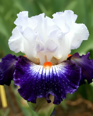 IRIS GERMANICA PROFUMATO CHEESE
