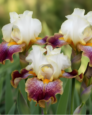 IRIS GERMANICA PROFUMATO CINZIA