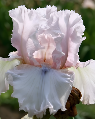 IRIS GERMANICA PROFUMATO DAVIDE