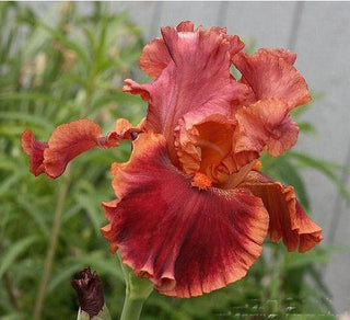 Iris Germanica Profumato Drink At Sunset