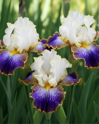 IRIS GERMANICA PROFUMATO MARGHE