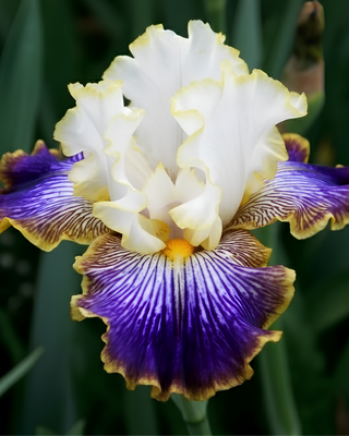 IRIS GERMANICA PROFUMATO MARGHE