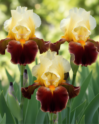 IRIS GERMANICA PROFUMATO MARIA