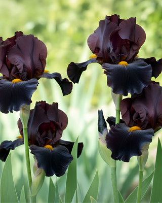 IRIS GERMANICA PROFUMATO MASSIMO