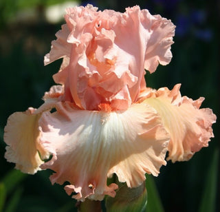 Iris Germanica Profumato N° 1