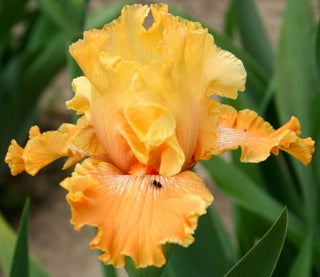 Iris Germanica Profumato N° 10