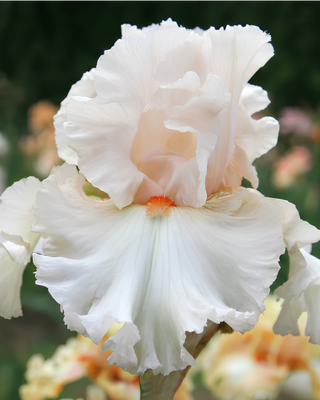 IRIS GERMANICA PROFUMATO N° 12