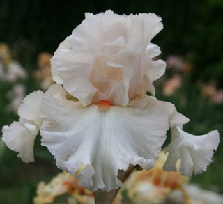 Iris Germanica Profumato N° 12