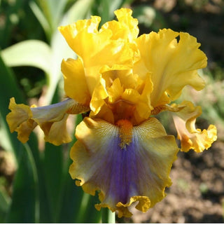 Iris Germanica Profumato N° 13