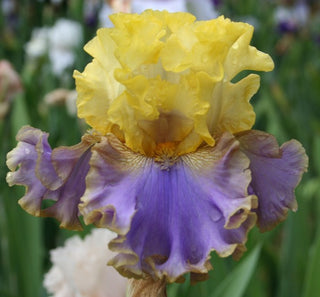 Iris Germanica Profumato N° 14