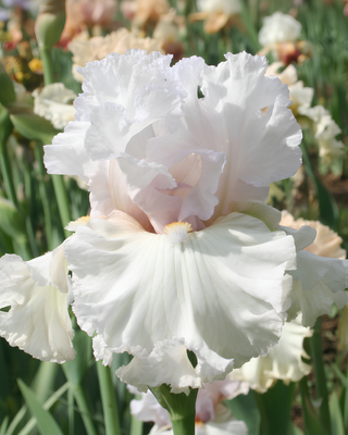 IRIS GERMANICA PROFUMATO N° 17