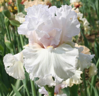 Iris Germanica Profumato N° 17