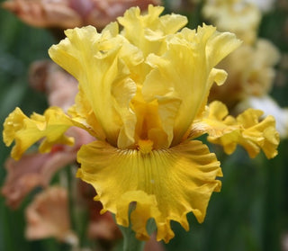 Iris Germanica Profumato N° 18