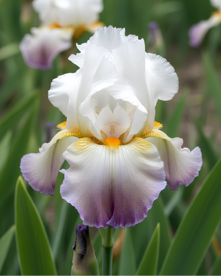 IRIS GERMANICA PROFUMATO N° 20