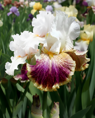 IRIS GERMANICA PROFUMATO N° 21