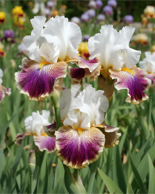 IRIS GERMANICA PROFUMATO N° 21