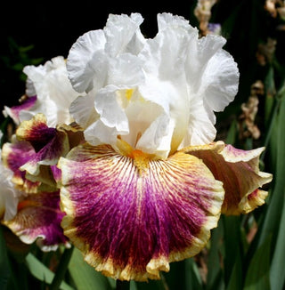 Iris Germanica Profumato N° 21