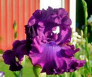 Iris Germanica Profumato N° 22