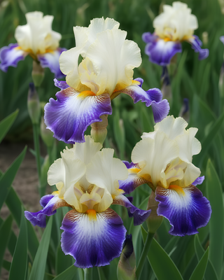 IRIS GERMANICA PROFUMATO N° 23