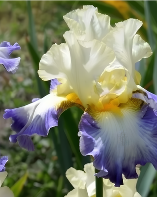 IRIS GERMANICA PROFUMATO N° 23