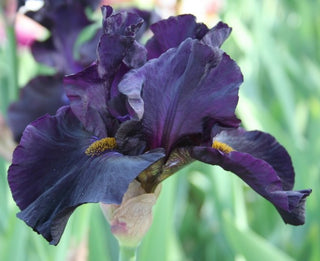 Iris Germanica Profumato N° 2