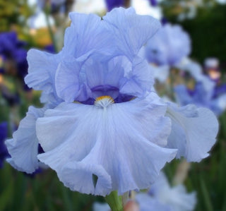 Iris Germanica Profumato N° 4
