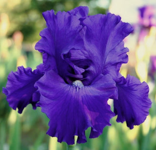 Iris Germanica Profumato N° 5