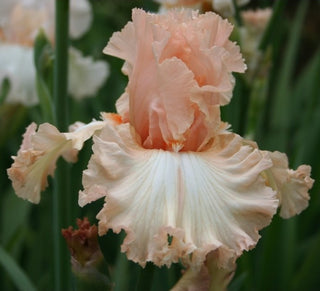 Iris Germanica Profumato N° 6
