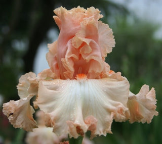 Iris Germanica Profumato N° 7
