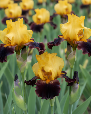 IRIS GERMANICA PROFUMATO N° 8