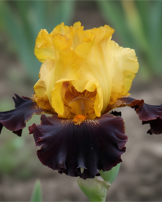 IRIS GERMANICA PROFUMATO N° 8