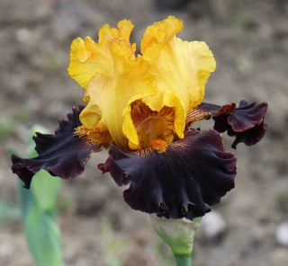Iris Germanica Profumato N° 8
