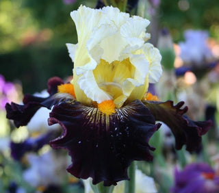 Iris Germanica Profumato N° 9